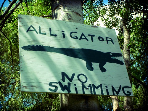 Alligator -- No Swimming