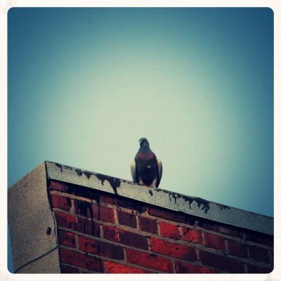 Bird On A Roof Top