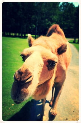 Camel-Close-Up