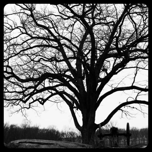 Devil's Den Tree (Concorde Edit)