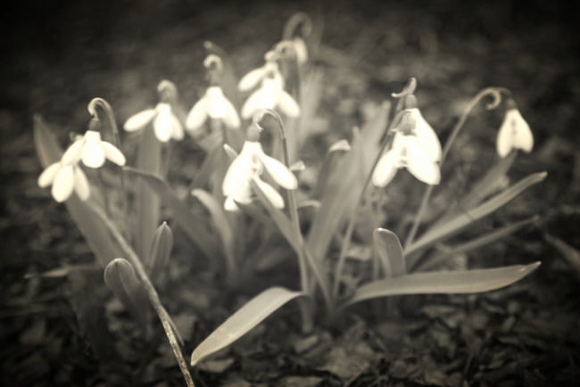 The Promise Of Spring