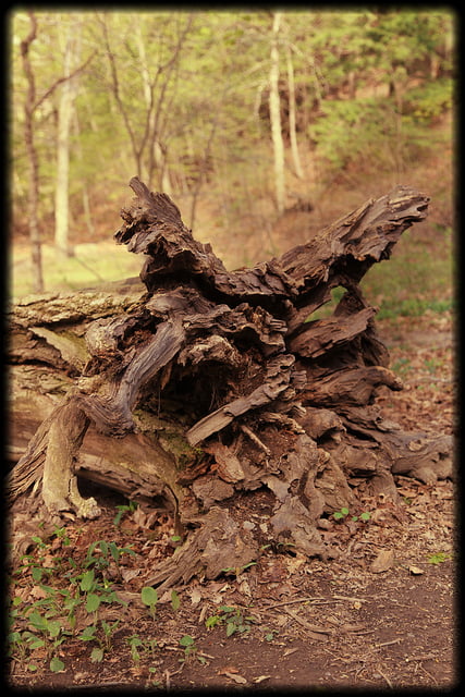 Uprooted Tree