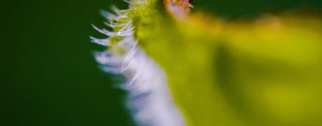 Leaf Fringe