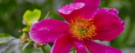 Little Pink Flower In The Rain