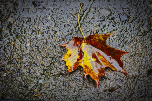 Maple Leaf In The Rain